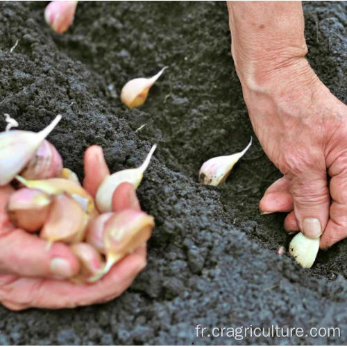 Nouvelle plantation d&#39;ail de la meilleure qualité